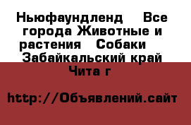 Ньюфаундленд  - Все города Животные и растения » Собаки   . Забайкальский край,Чита г.